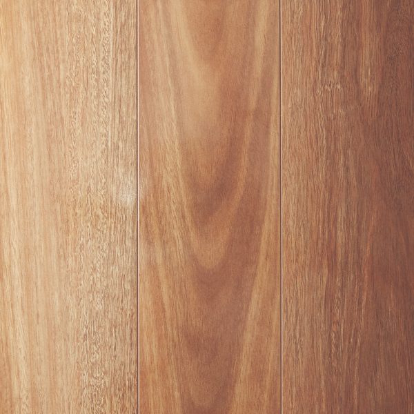 Mountain Spotted Gum