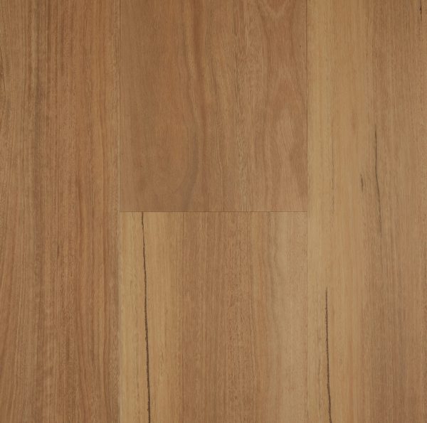 Spotted Gum